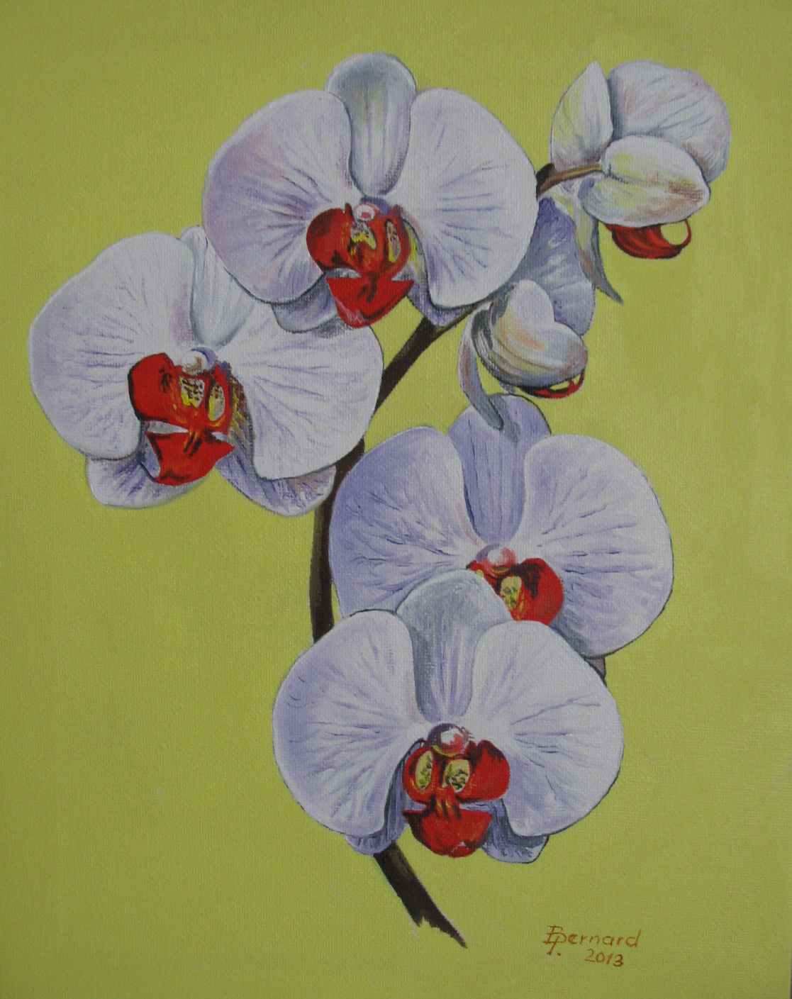orchidea 3 